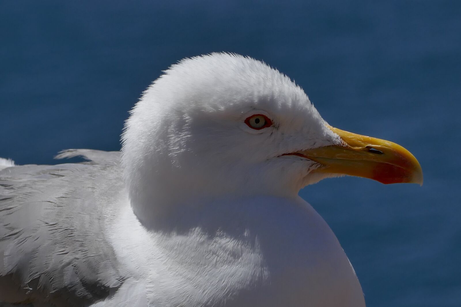 Panasonic DMC-TZ101 sample photo. Seagull, portugal, bird photography