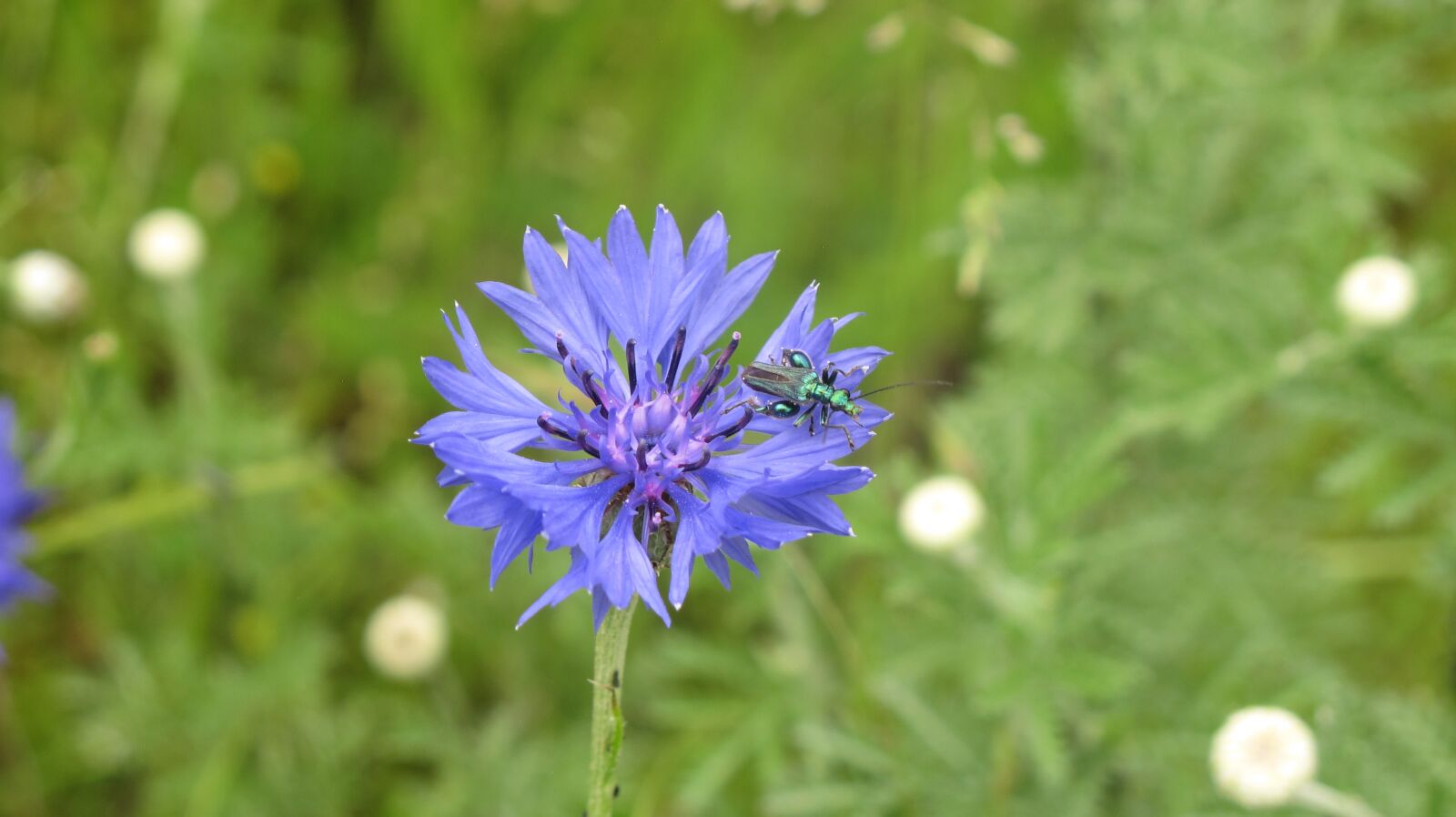 Canon PowerShot G12 sample photo. Insect, flower, cornflower photography