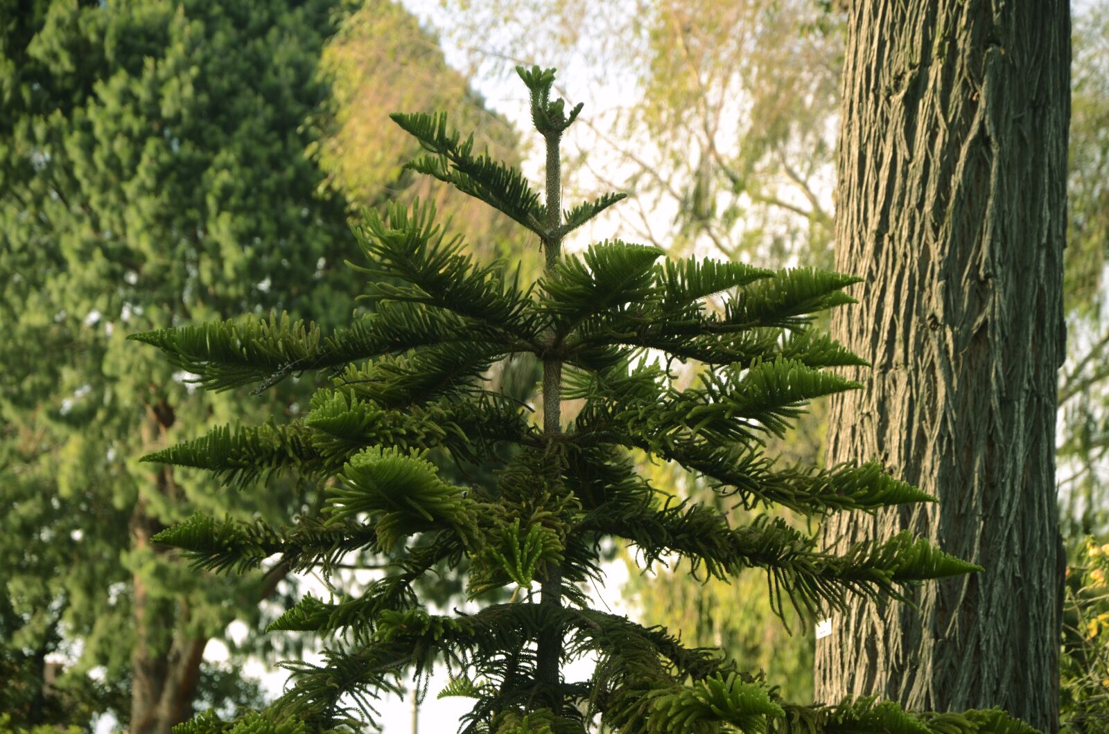 Nikon D7000 sample photo. Tree, green, nature photography
