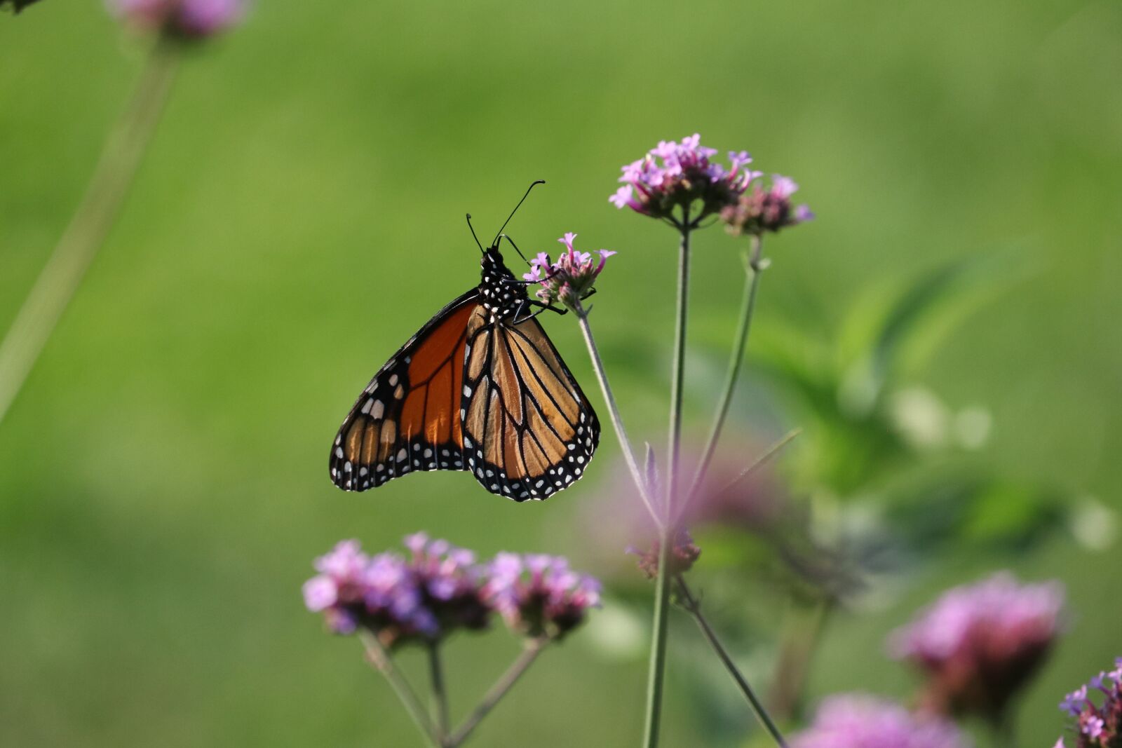 Canon EF-S 55-250mm F4-5.6 IS STM sample photo. Butterfly, insect, wings photography