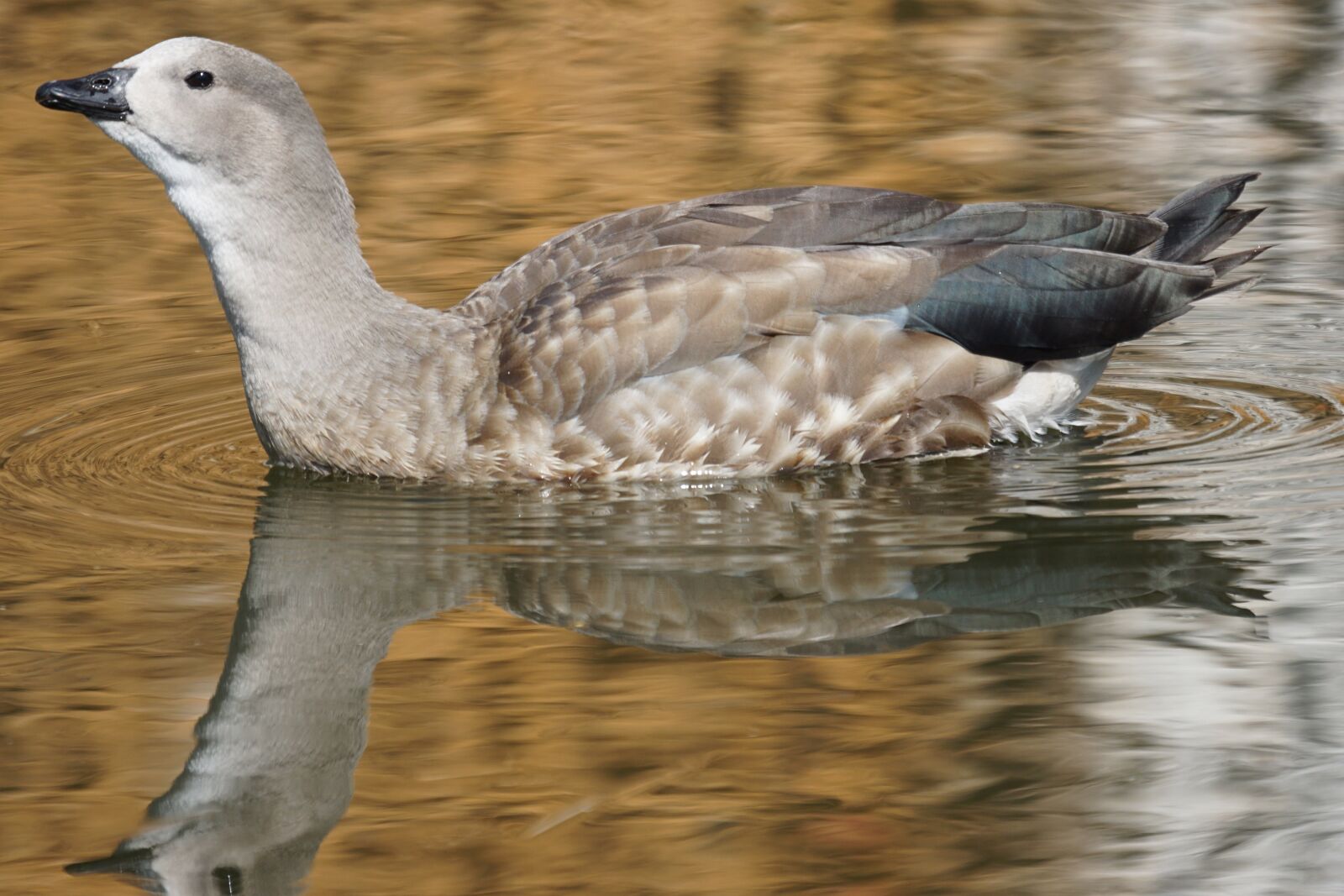 Sony ILCA-77M2 + Sony 70-400mm F4-5.6 G SSM sample photo. Blue wing goose, duck photography