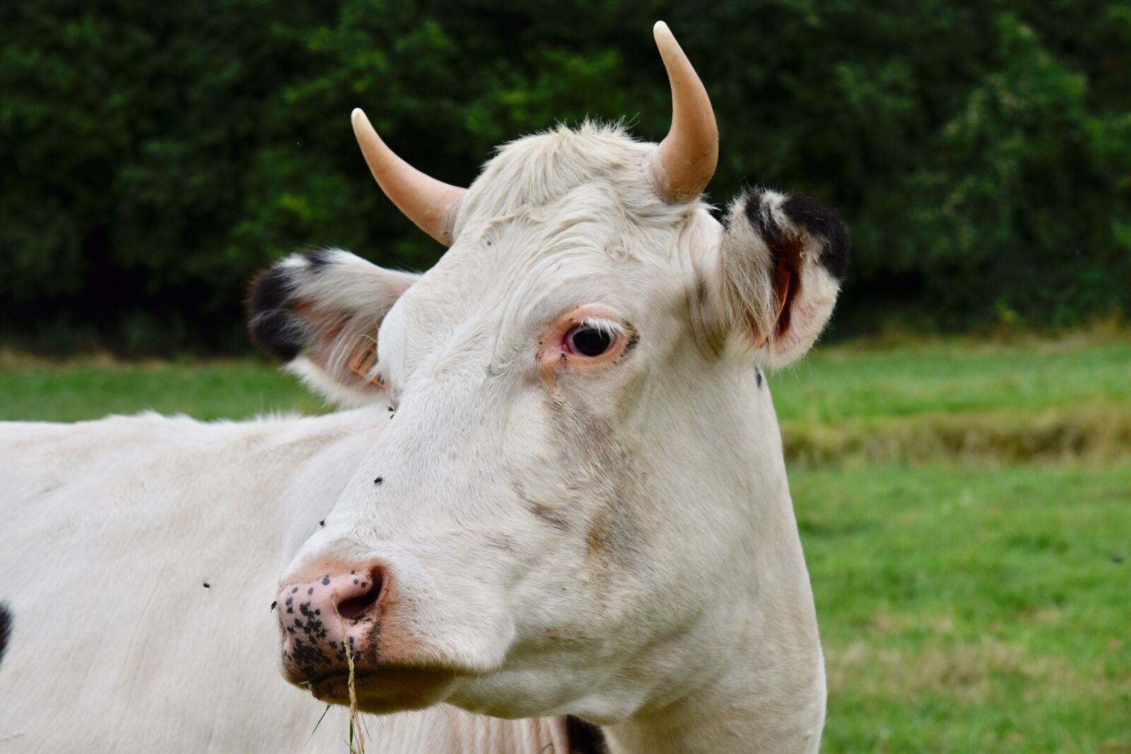 Nikon D5600 sample photo. Cow, cowhide, animal portrait photography