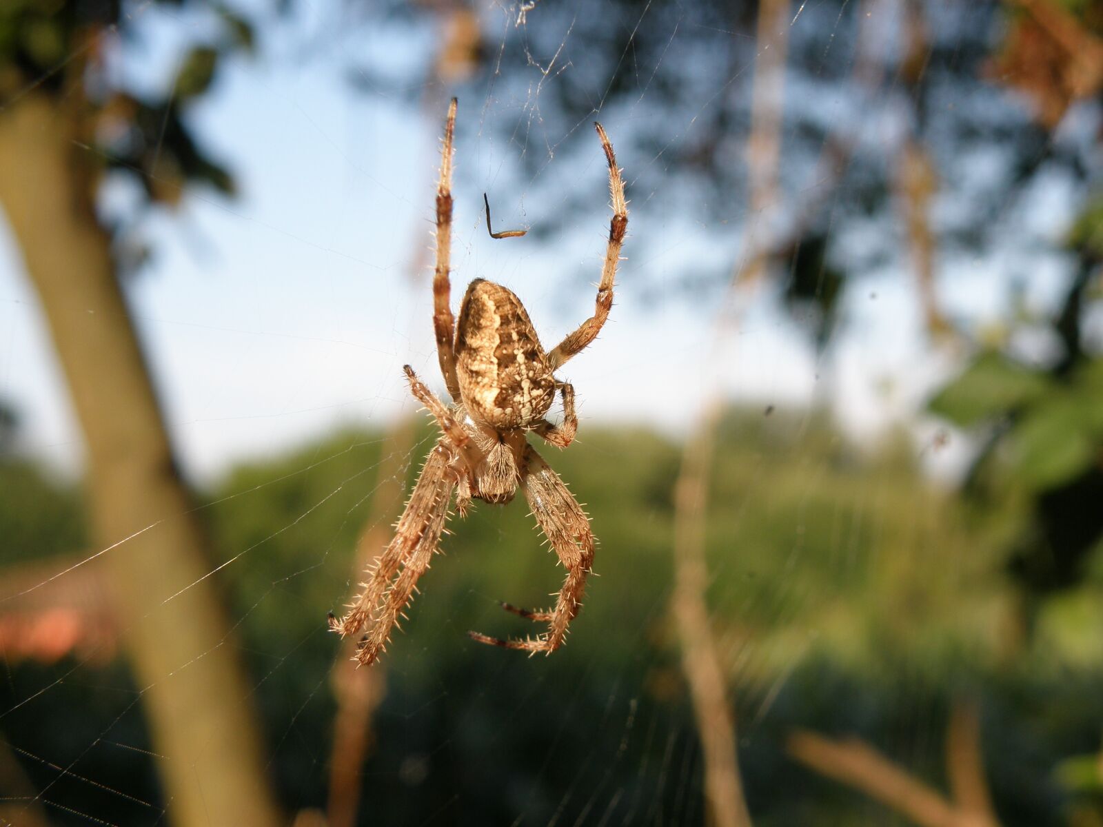 Olympus SP570UZ sample photo. Spider, nature, arachnid photography