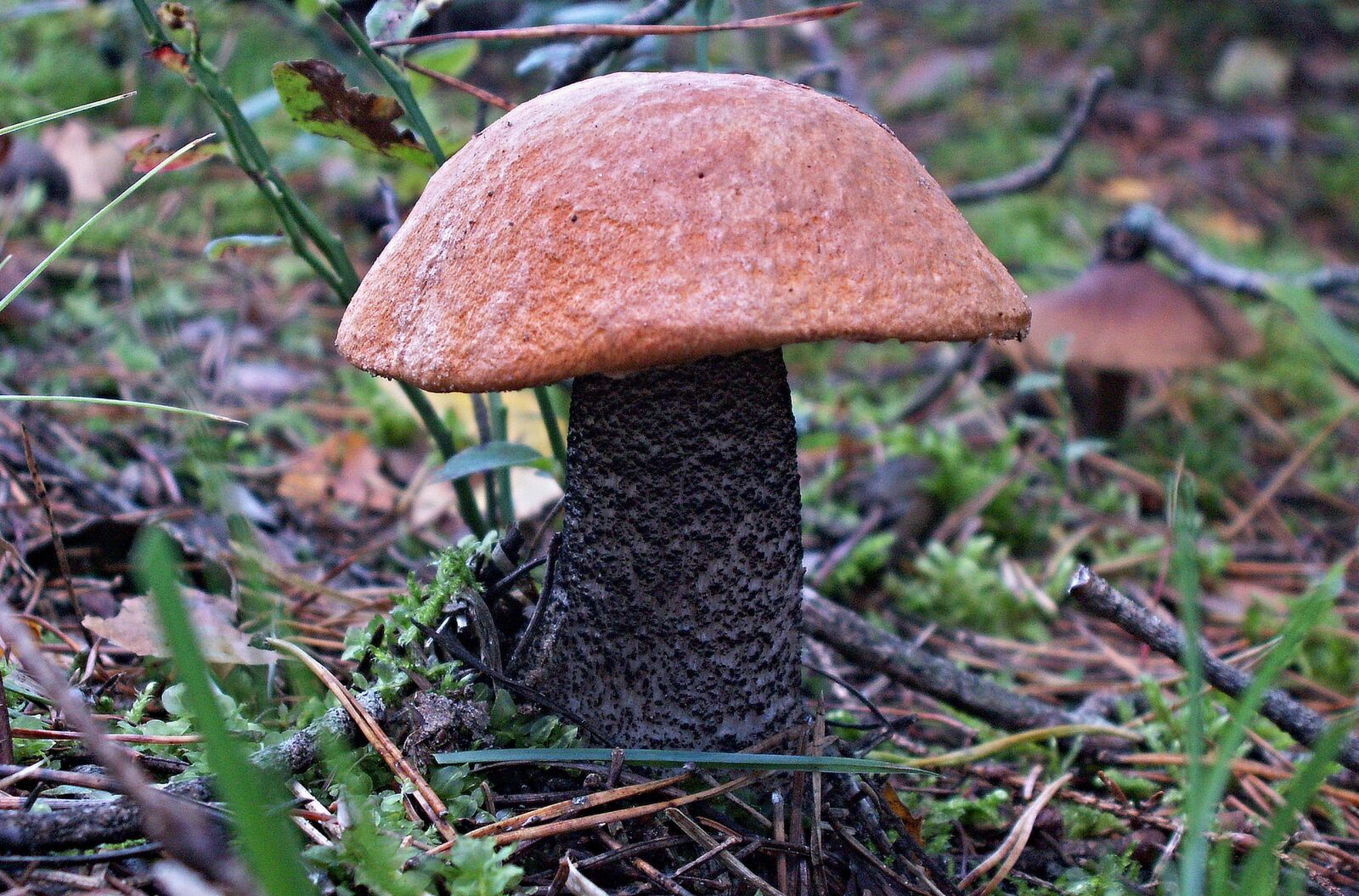 KONICA MINOLTA DiMAGE Z5 sample photo. Mushrooms, mushroom, nature photography