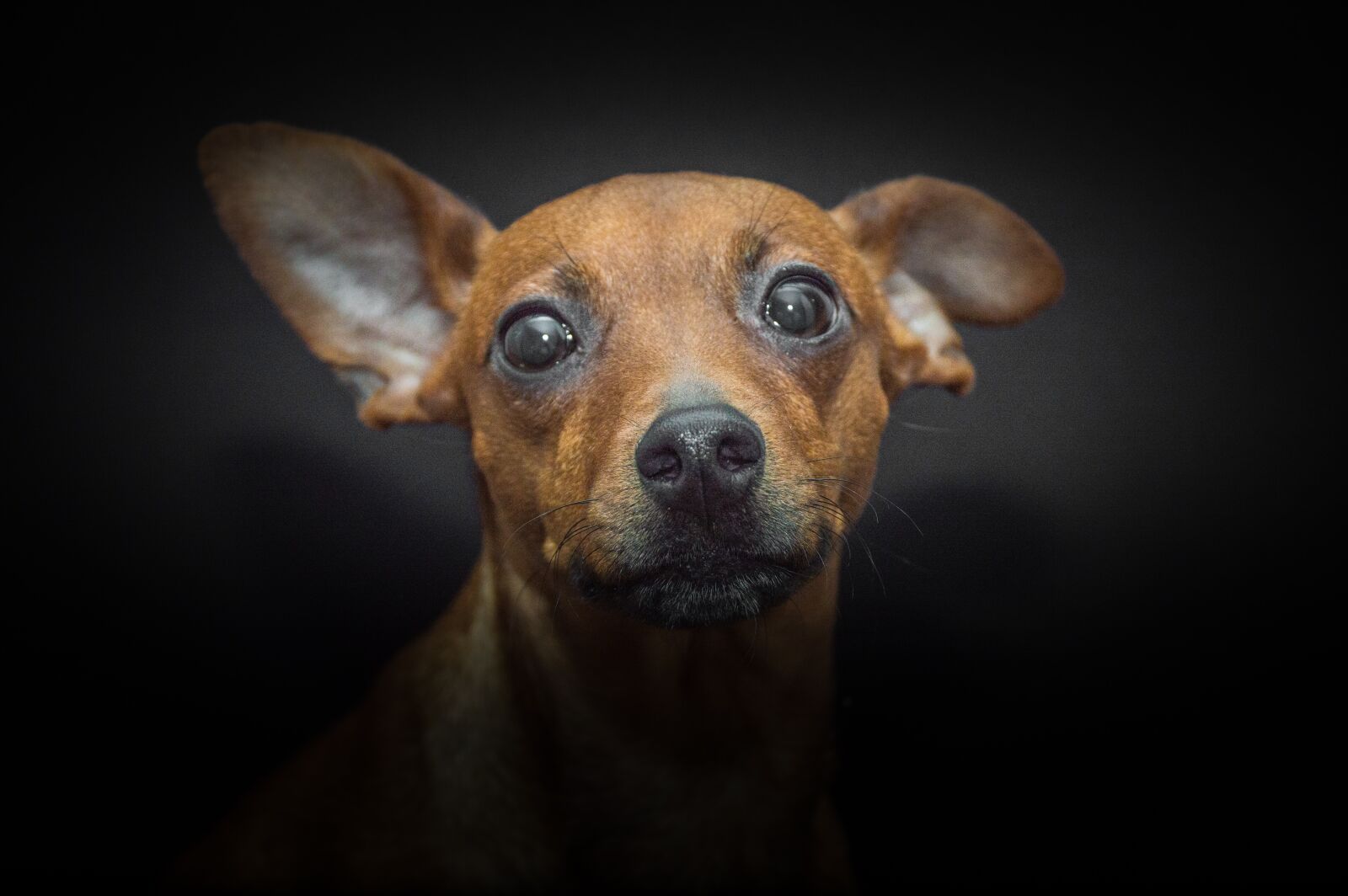 Nikon D3200 sample photo. Dog, pet, animal photography
