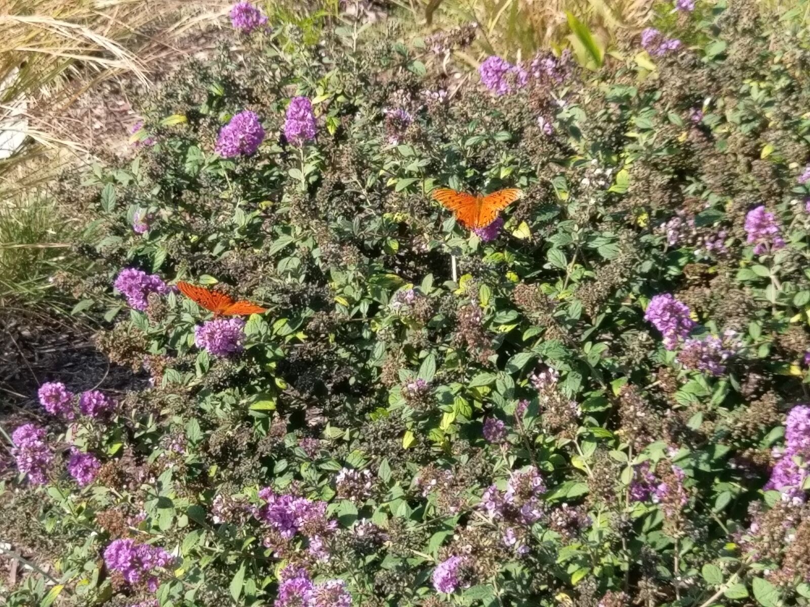 HTC 10 sample photo. Butterfly, nature, plants photography