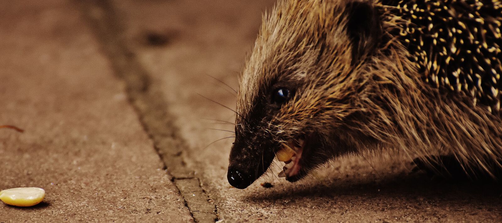 Nikon D7200 sample photo. Hedgehog child, young hedgehog photography