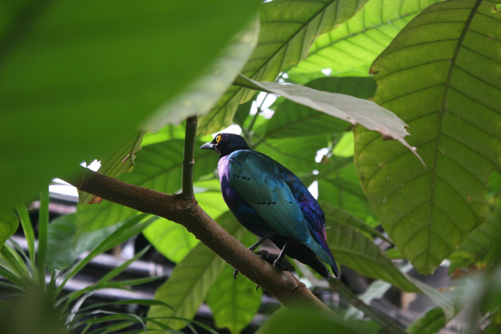 Canon EOS 20D sample photo. Bird, zoo, animal photography