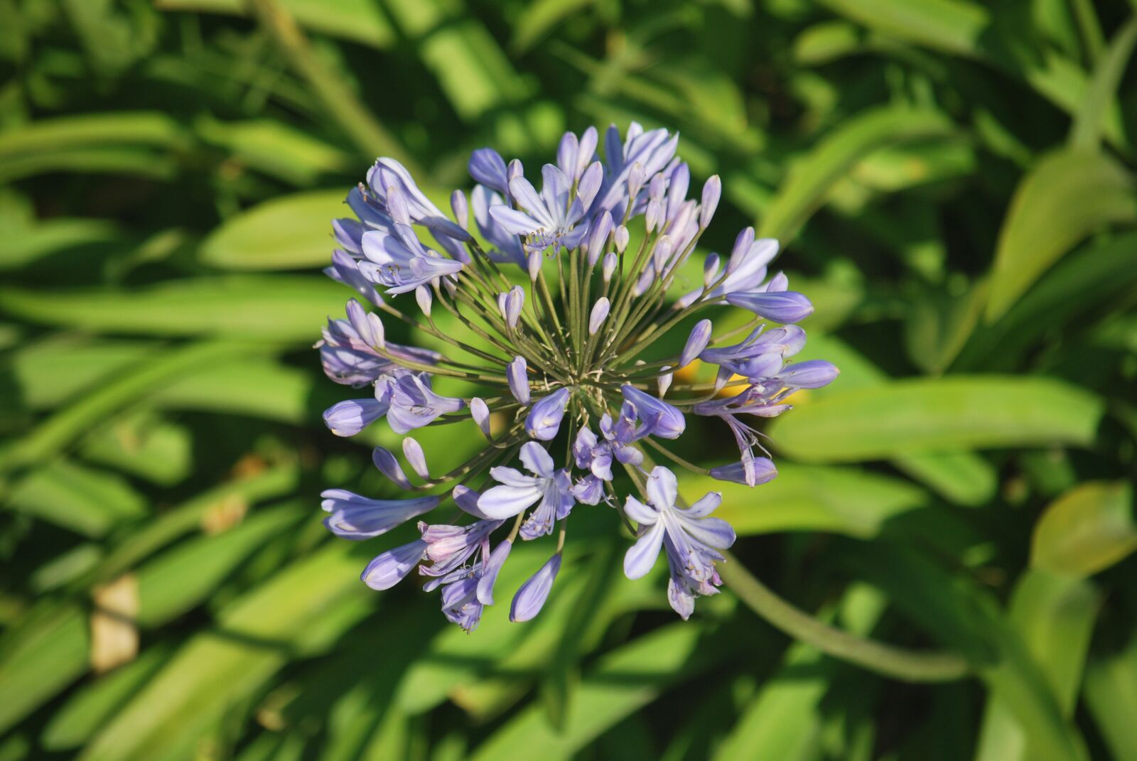 Nikon D60 sample photo. Flower, garden, nature photography