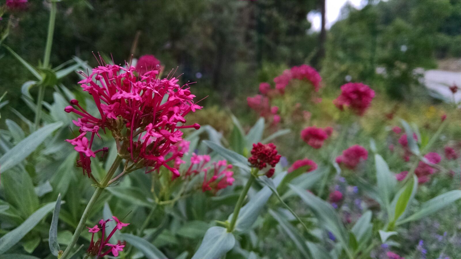 Motorola XT1080 sample photo