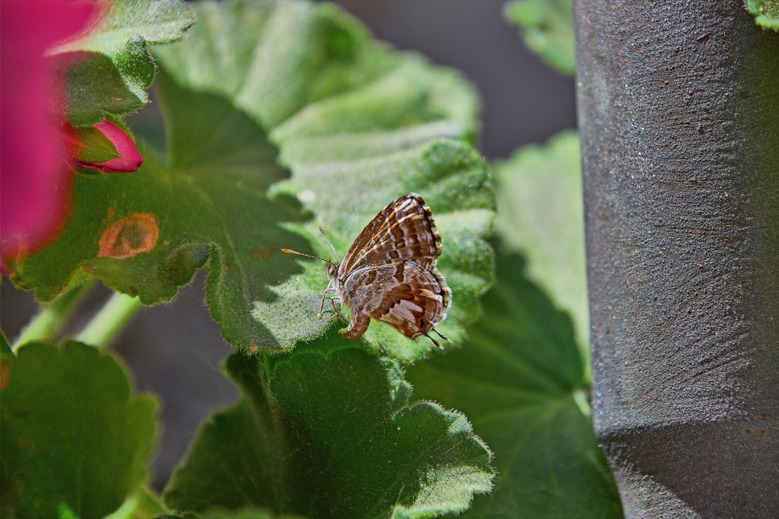 Nikon D7200 sample photo. Butterfly, insect, flower photography