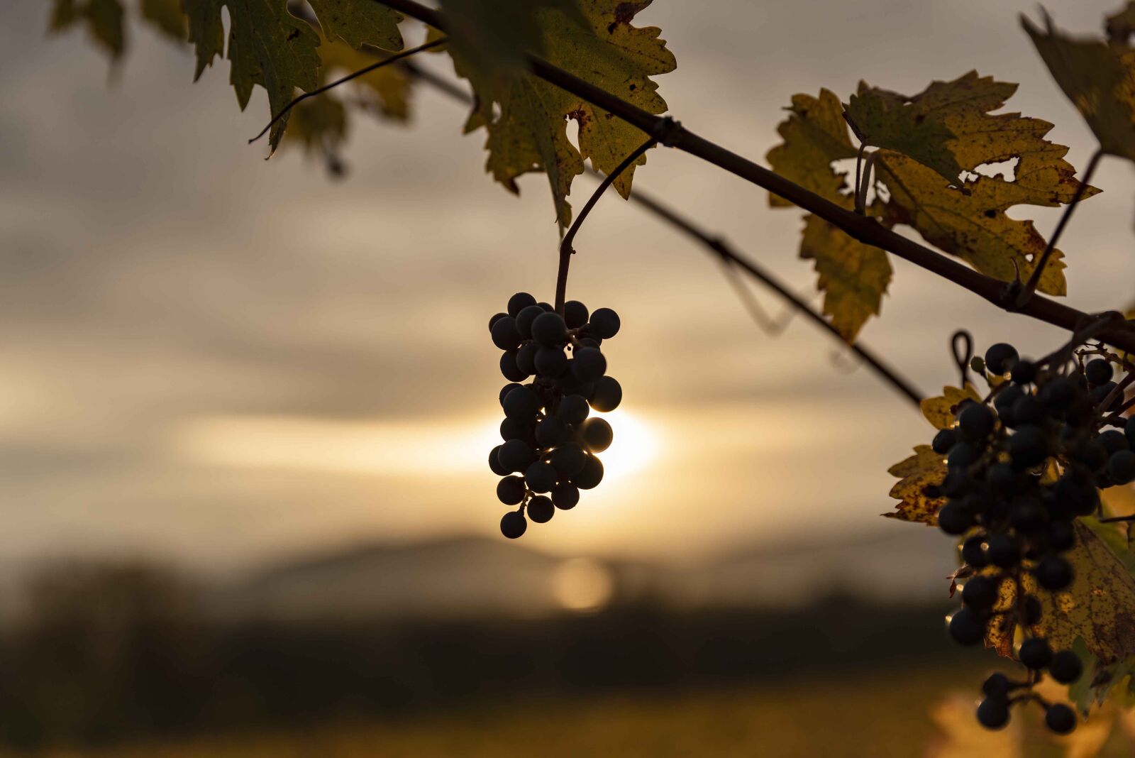 Tamron SP 24-70mm F2.8 Di VC USD sample photo. Sunset, vineyard, landscape photography