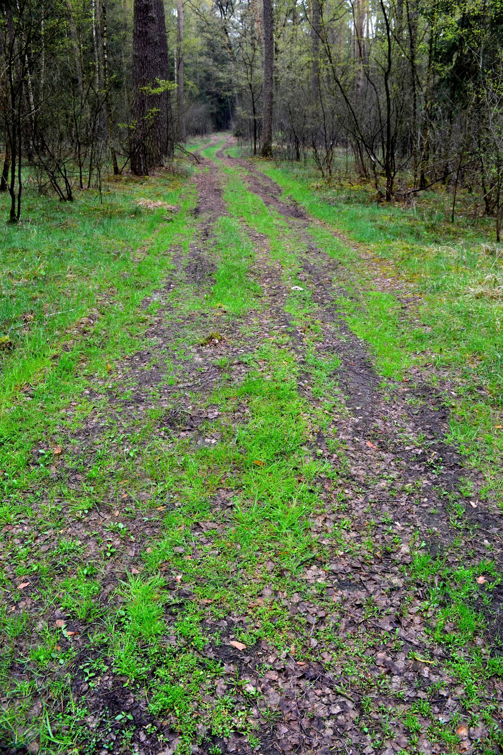 Nikon D3100 sample photo. Forest, way, tree photography