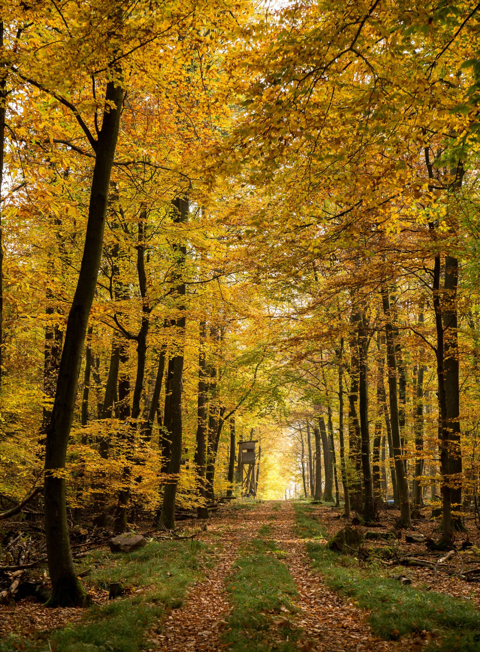 Canon EF 24-70mm F4L IS USM sample photo. Autumn, forest, fall foliage photography