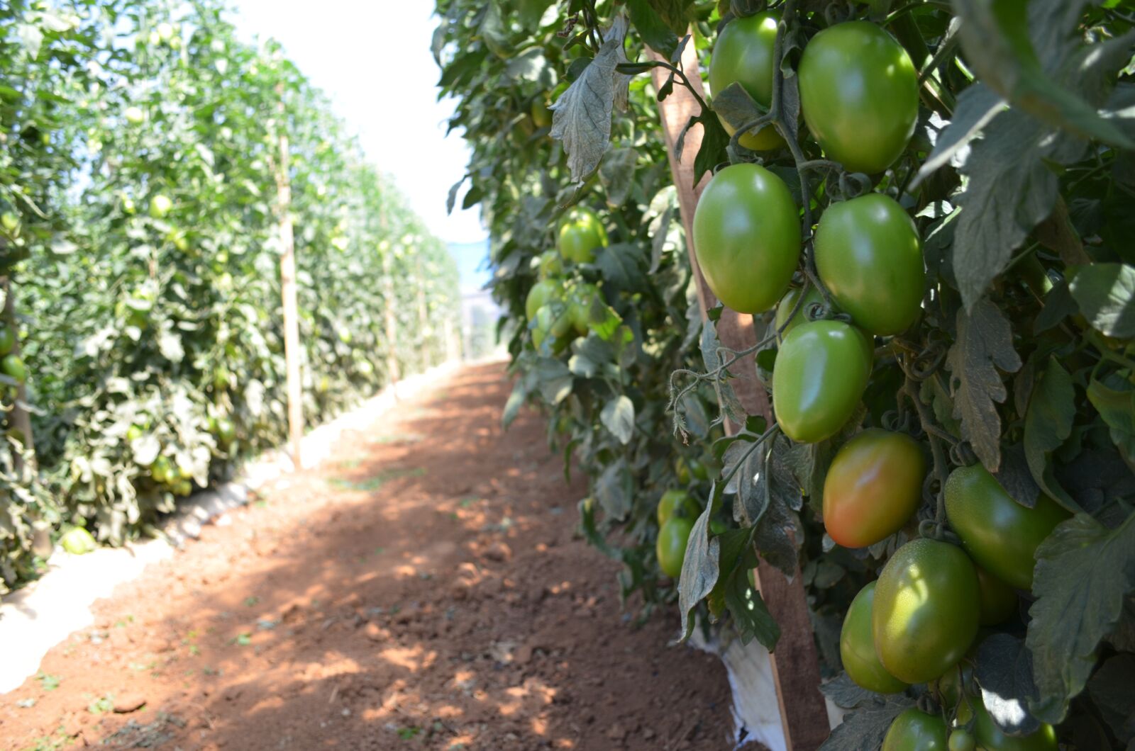 Nikon D5100 sample photo. Tomato, agriculture, food photography