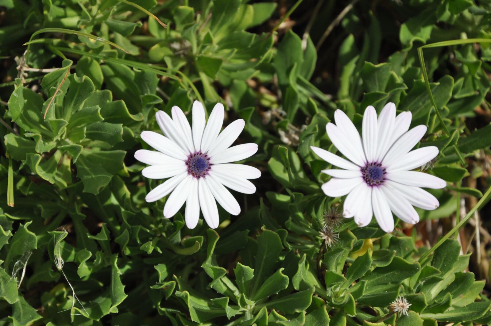 Nikon D90 sample photo. Flowers, garden, meadow photography