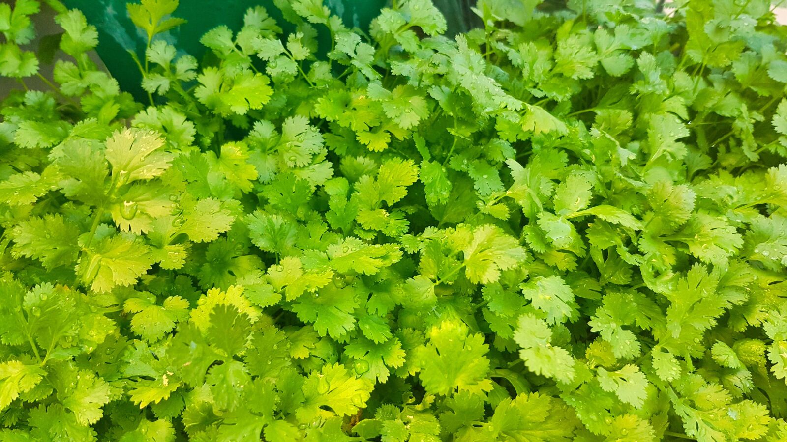 Samsung Galaxy S7 Edge sample photo. Coriander, aromatic, spices photography