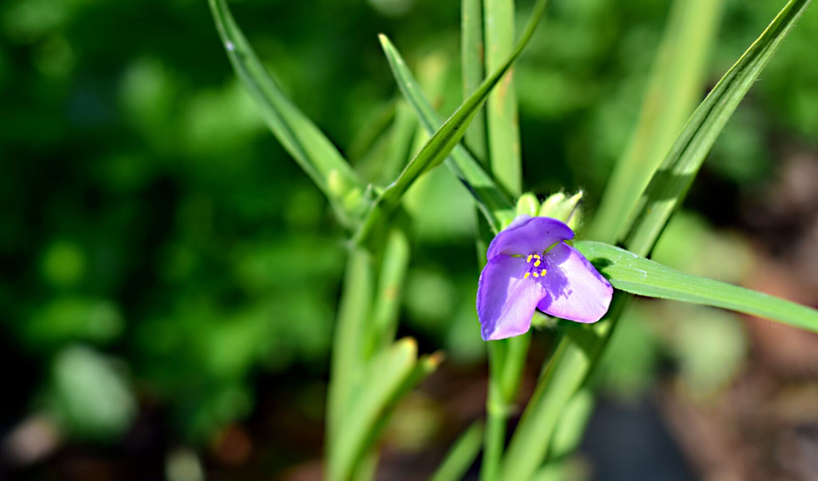Nikon D5300 sample photo. Field bloom, flower, meadow photography