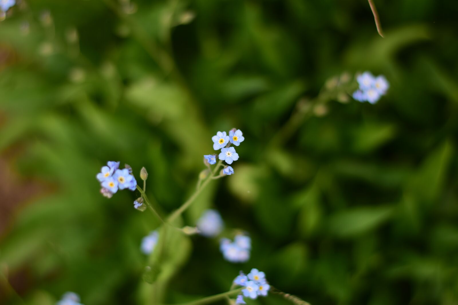 Nikon D5300 sample photo. Forget me not, myosotis photography