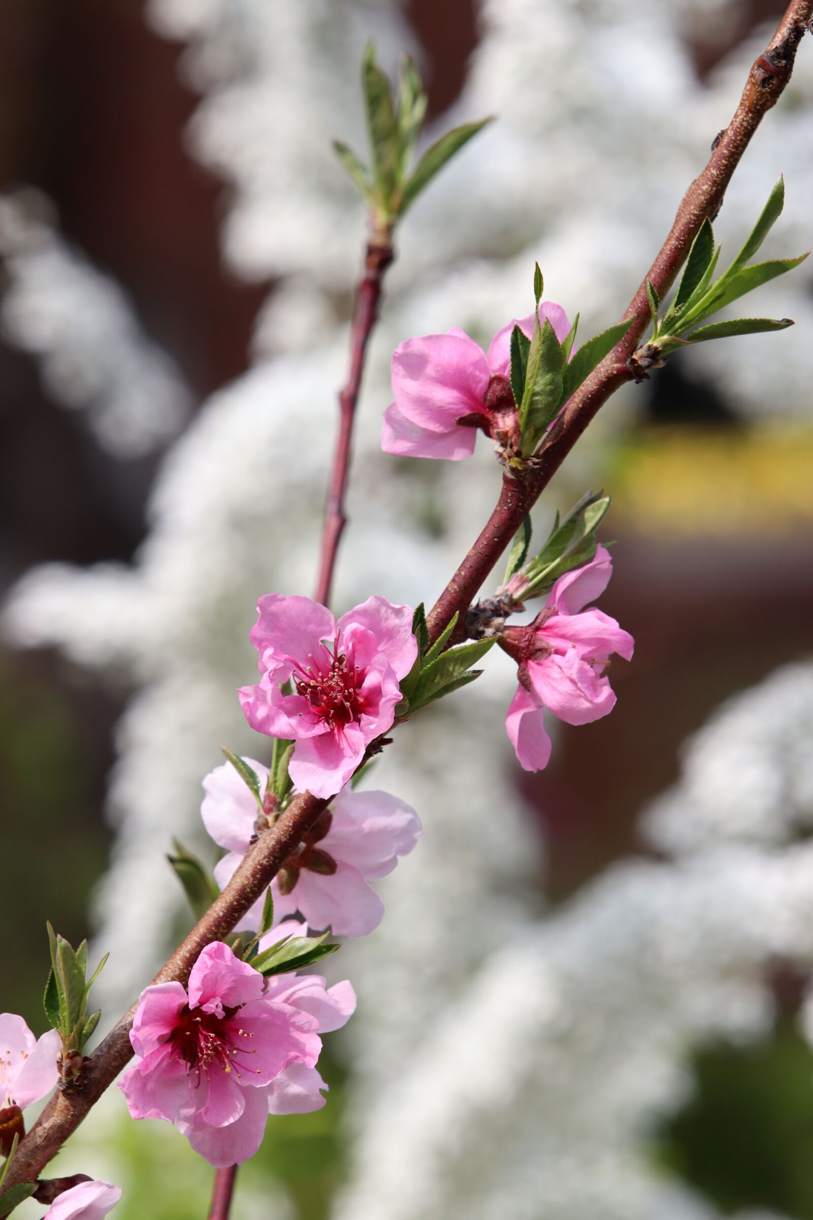 Canon EF 70-200mm F2.8L USM sample photo. Spring, copy flower, cherry photography