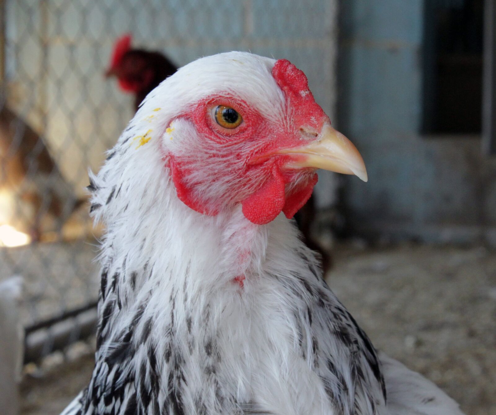 Canon EOS 500D (EOS Rebel T1i / EOS Kiss X3) sample photo. Brahma, adorable, closeup photography