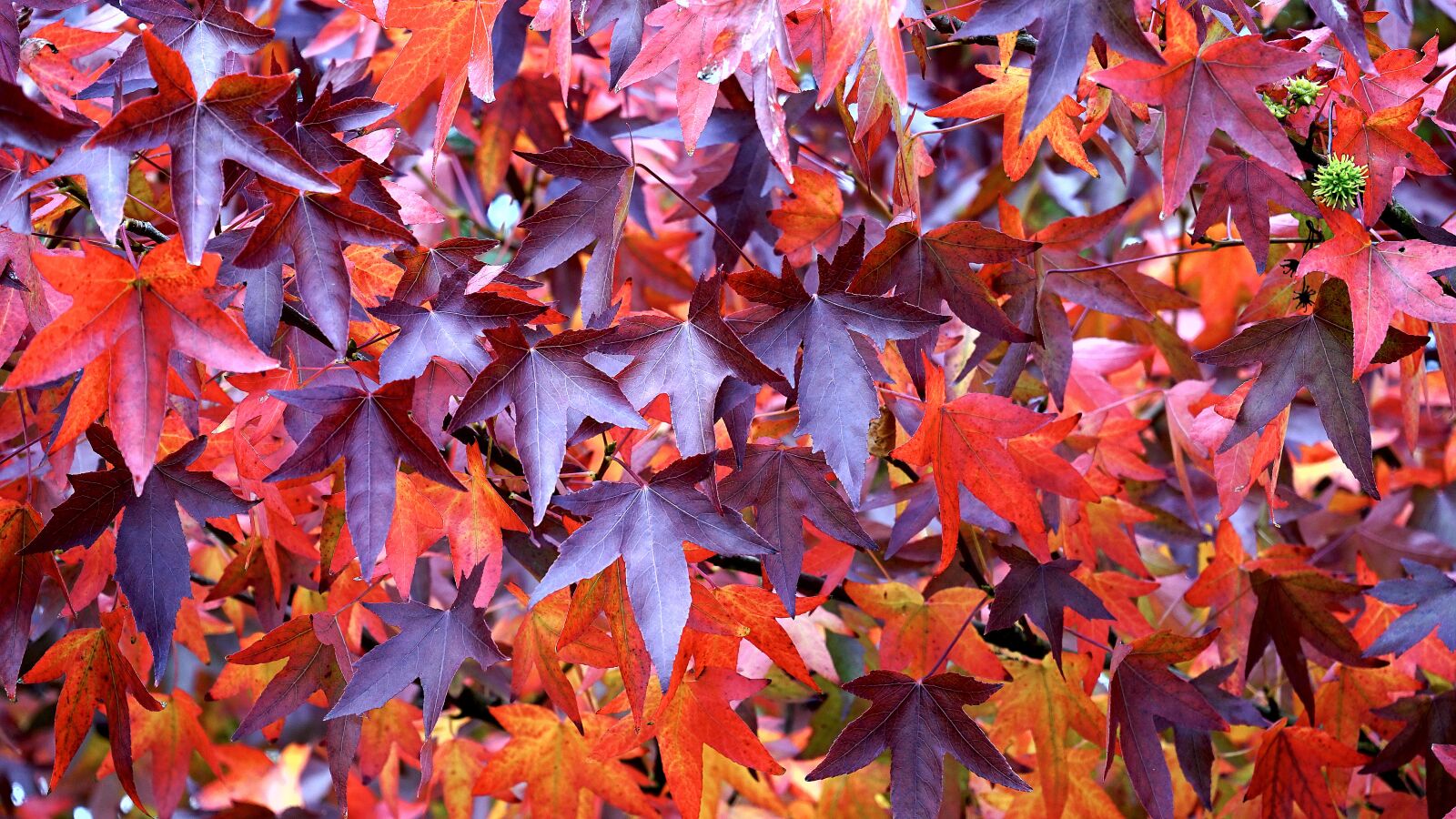Sony a7 + Sony FE 28-70mm F3.5-5.6 OSS sample photo. Leaves, red, autumn photography