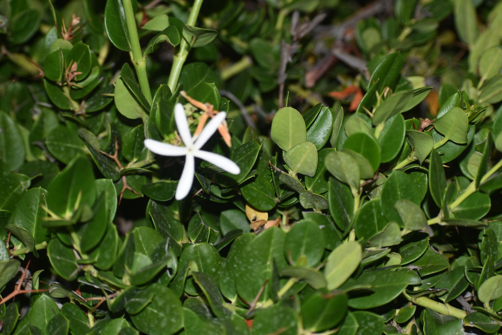 Nikon D3500 sample photo. Flower, park, nature photography