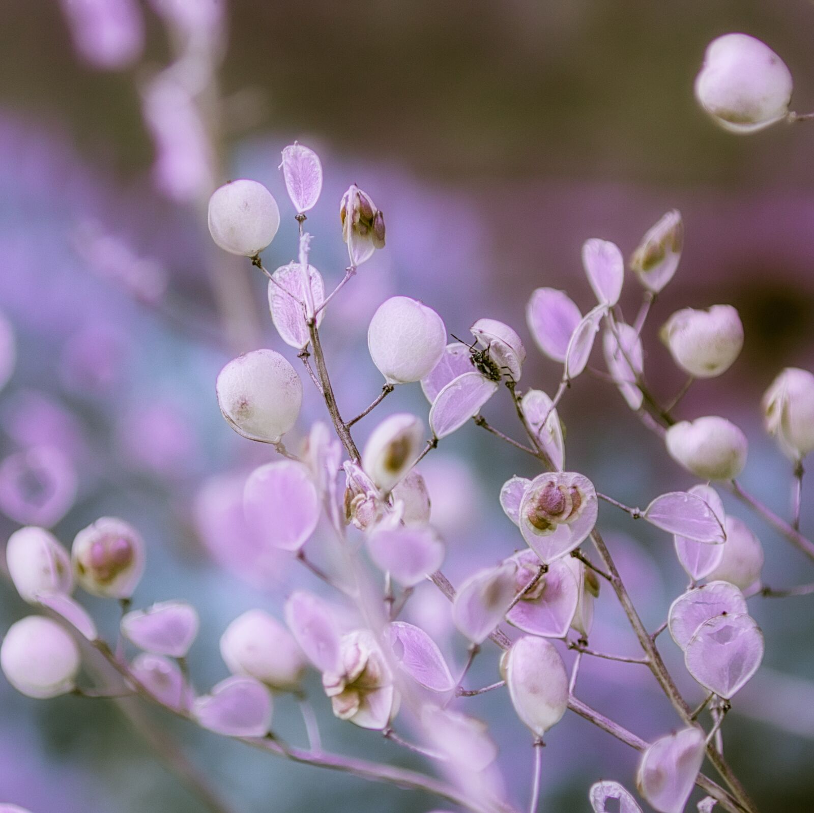 Canon EOS 200D (EOS Rebel SL2 / EOS Kiss X9) sample photo. Background, wild flower, purple photography