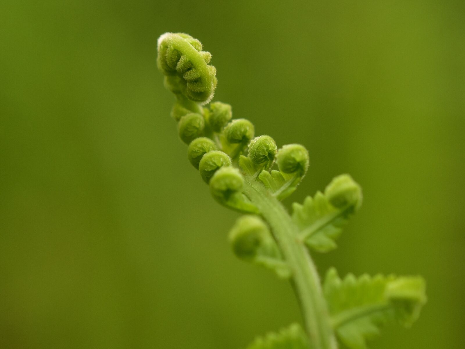 Nikon D3400 sample photo. Fern, roll, young frond photography