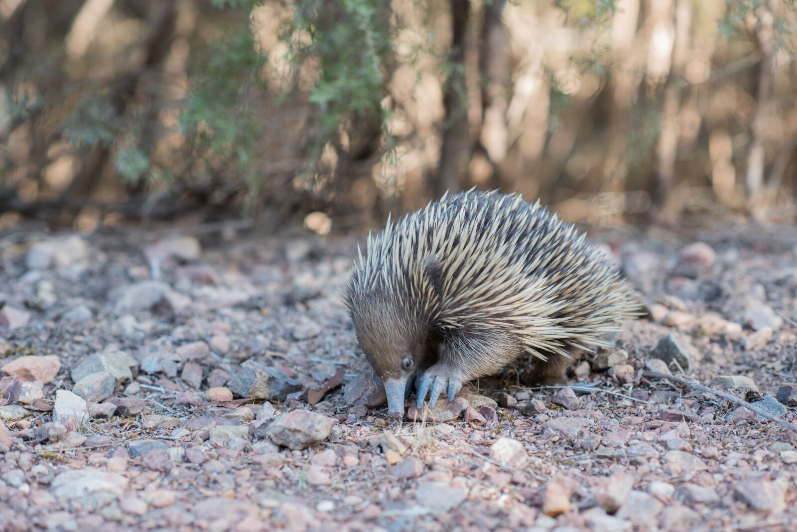 Nikon D750 sample photo. Echidna, spiny anteater, tachyglossidae photography