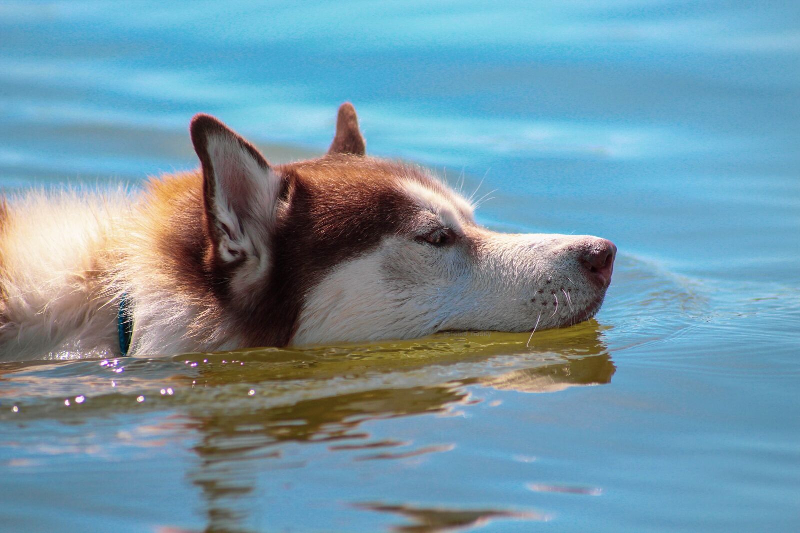 Canon EOS 1300D (EOS Rebel T6 / EOS Kiss X80) sample photo. Husky, chocolate husky, dog photography