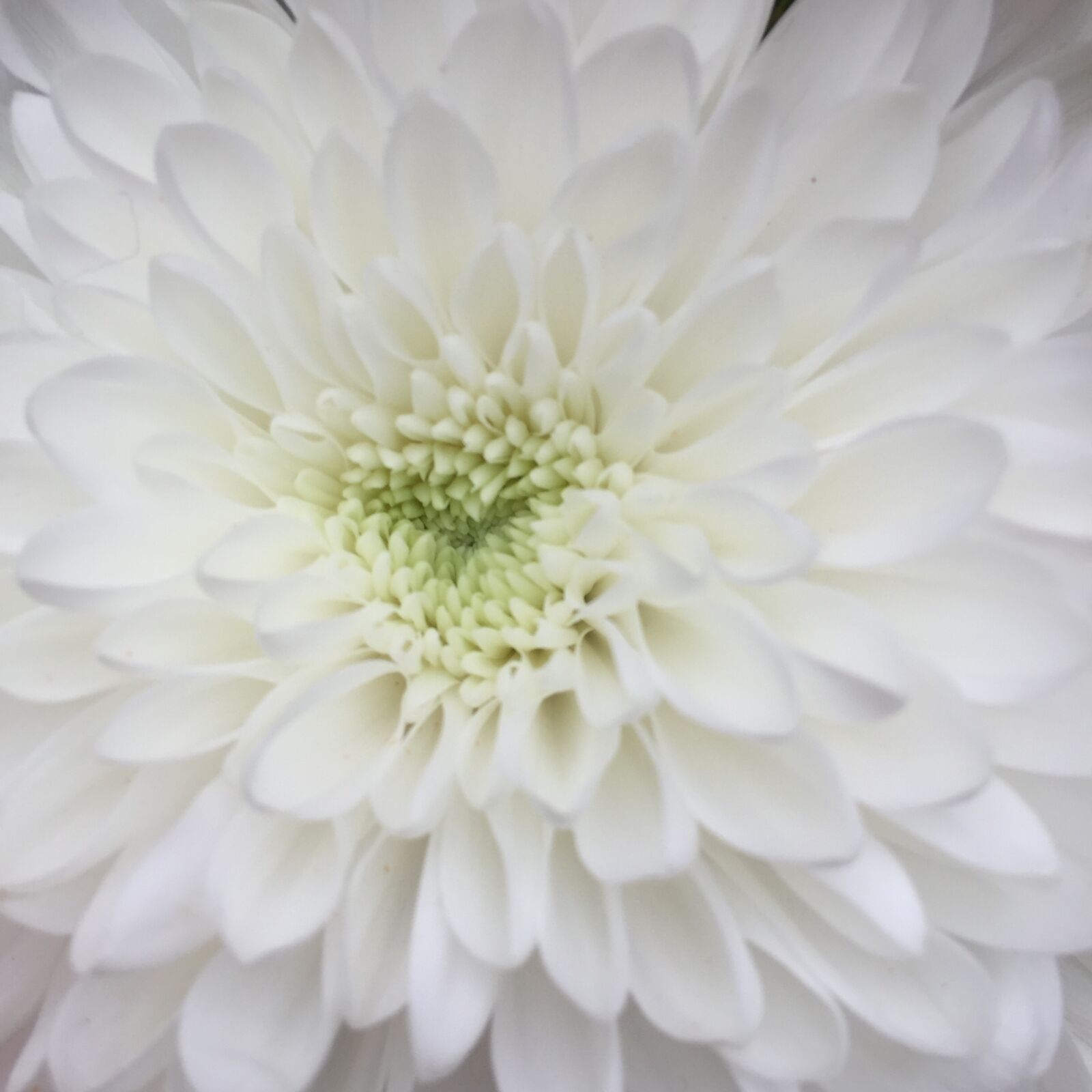 iPhone 6 back camera 4.15mm f/2.2 sample photo. White, flower photography