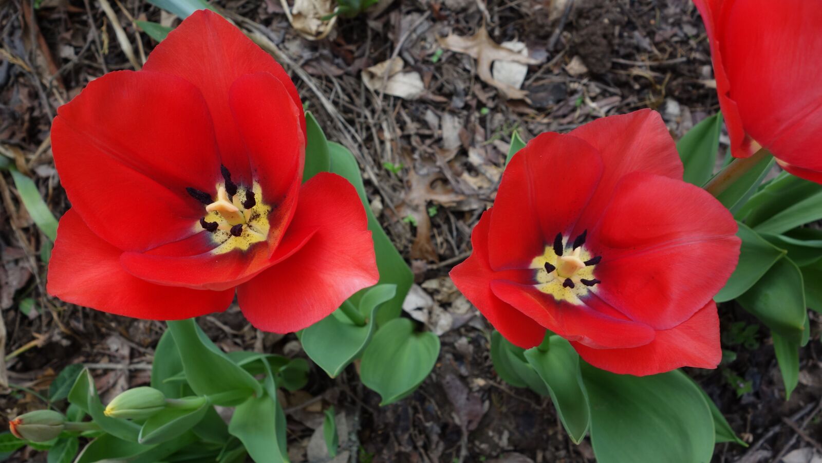 Sony Cyber-shot DSC-RX100 sample photo. Red, tulips, open photography