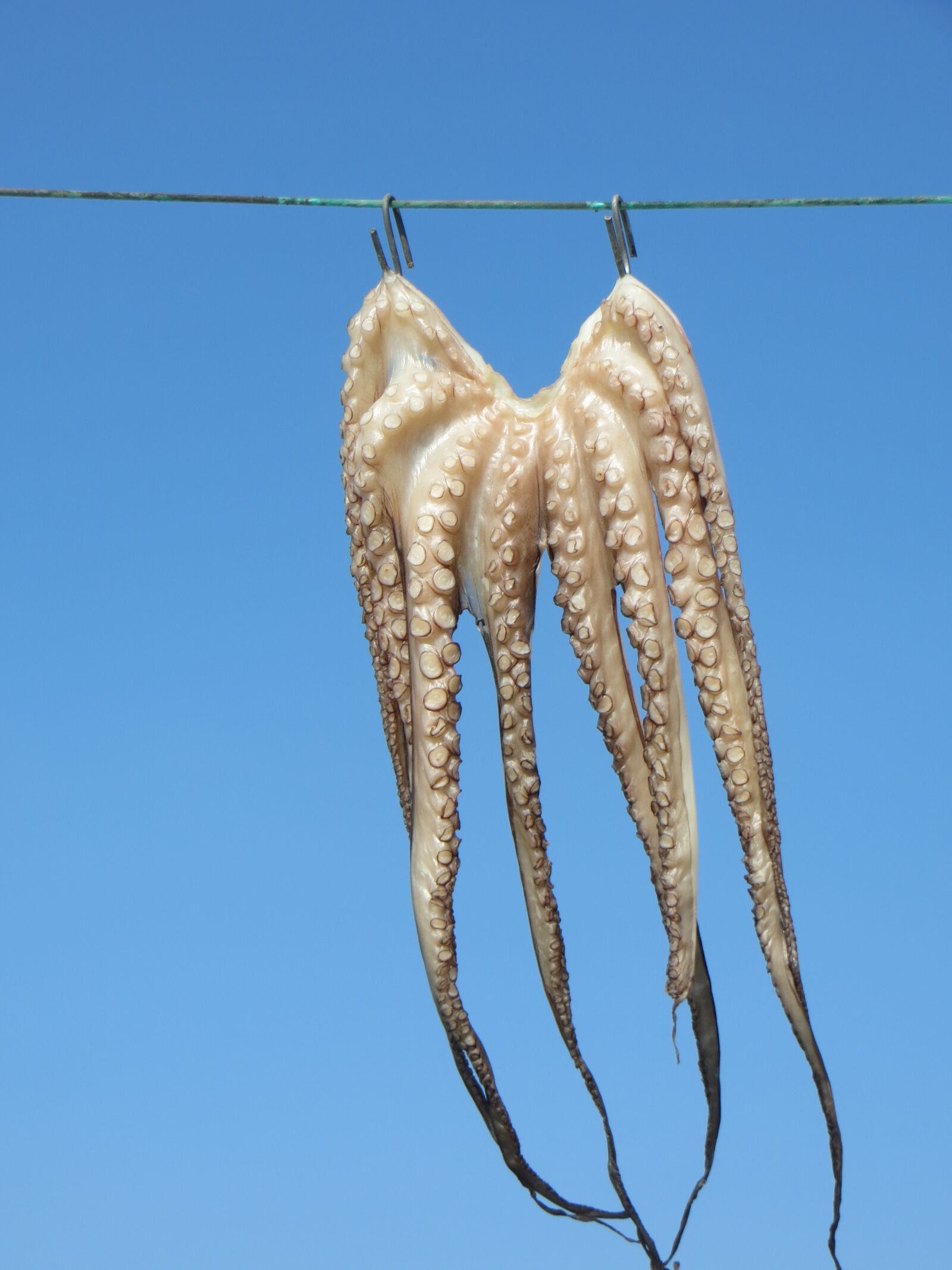 Canon PowerShot SX260 HS sample photo. Octopus, clothes line, animals photography