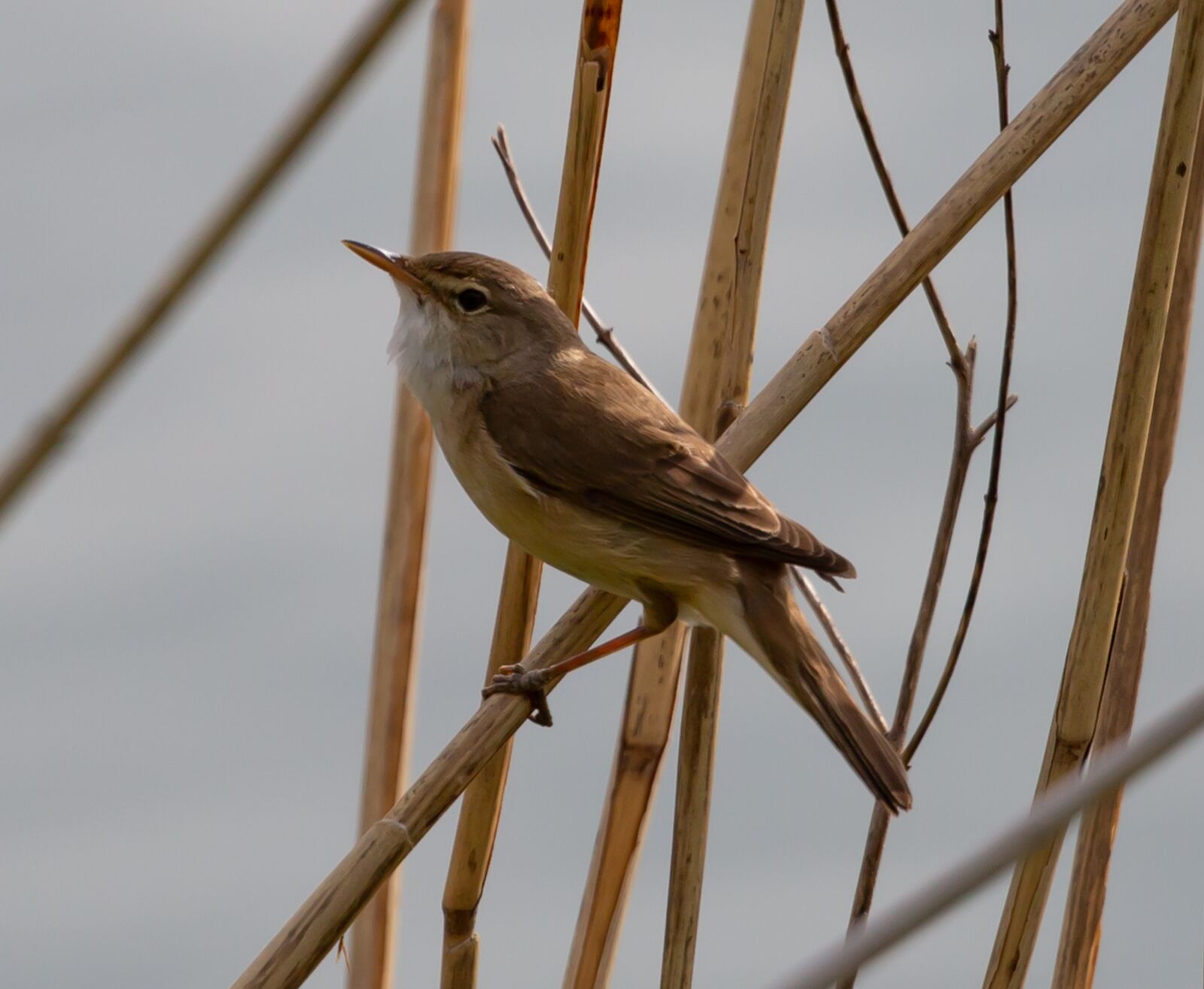 Canon EOS 5D Mark III sample photo. Reed warbler, old world photography