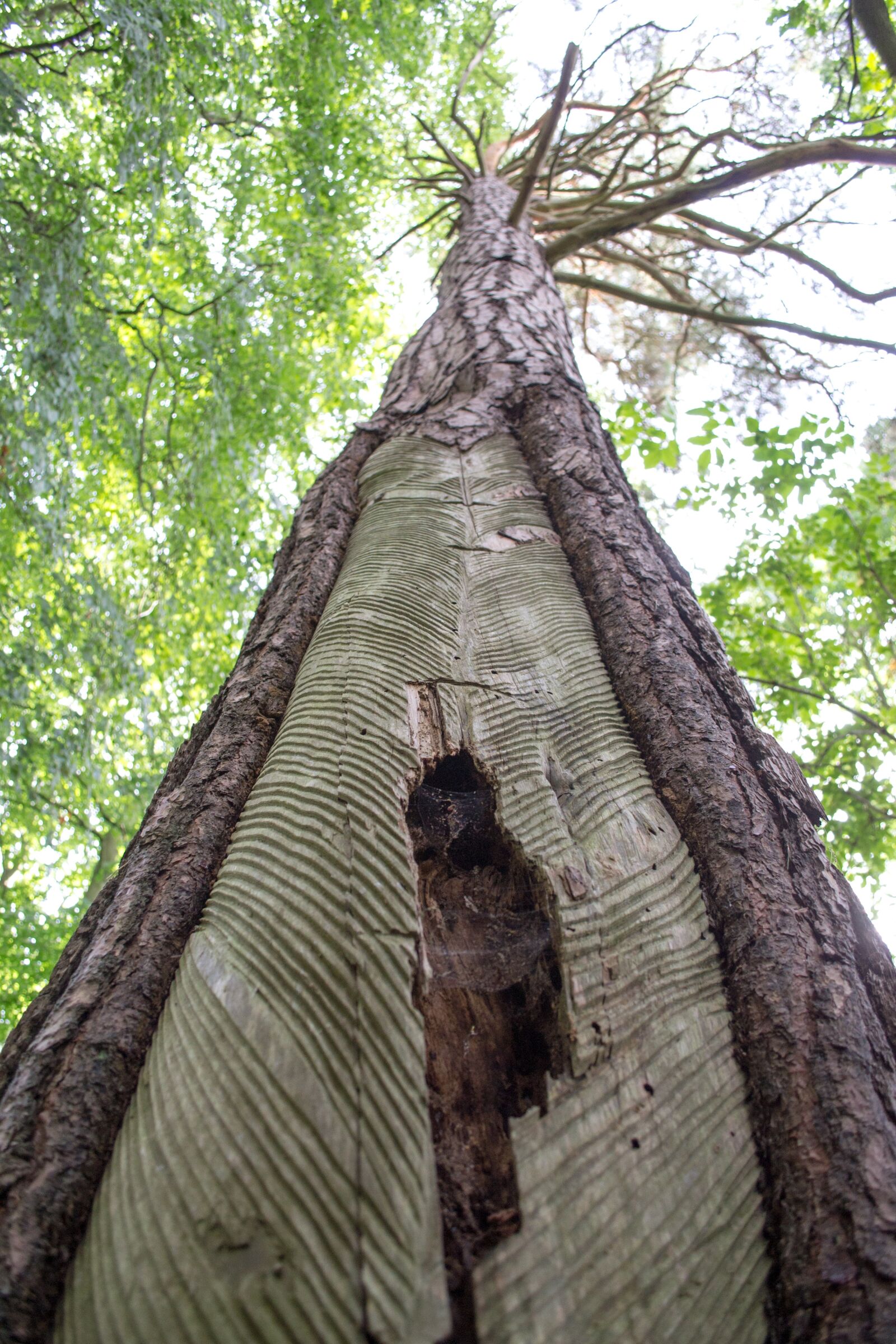 Nikon D3100 sample photo. Log, wood, nature photography