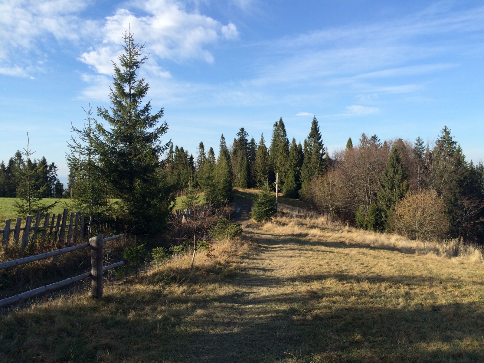 iPhone 5s back camera 4.15mm f/2.2 sample photo. Tree, landscape, nature photography