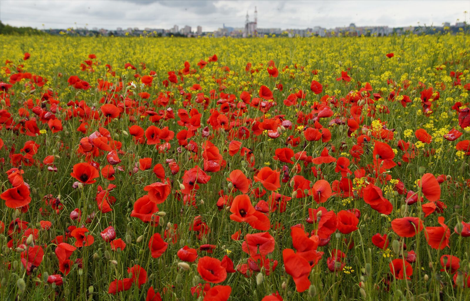 Sony SLT-A58 sample photo. Wolf, poppy, field photography