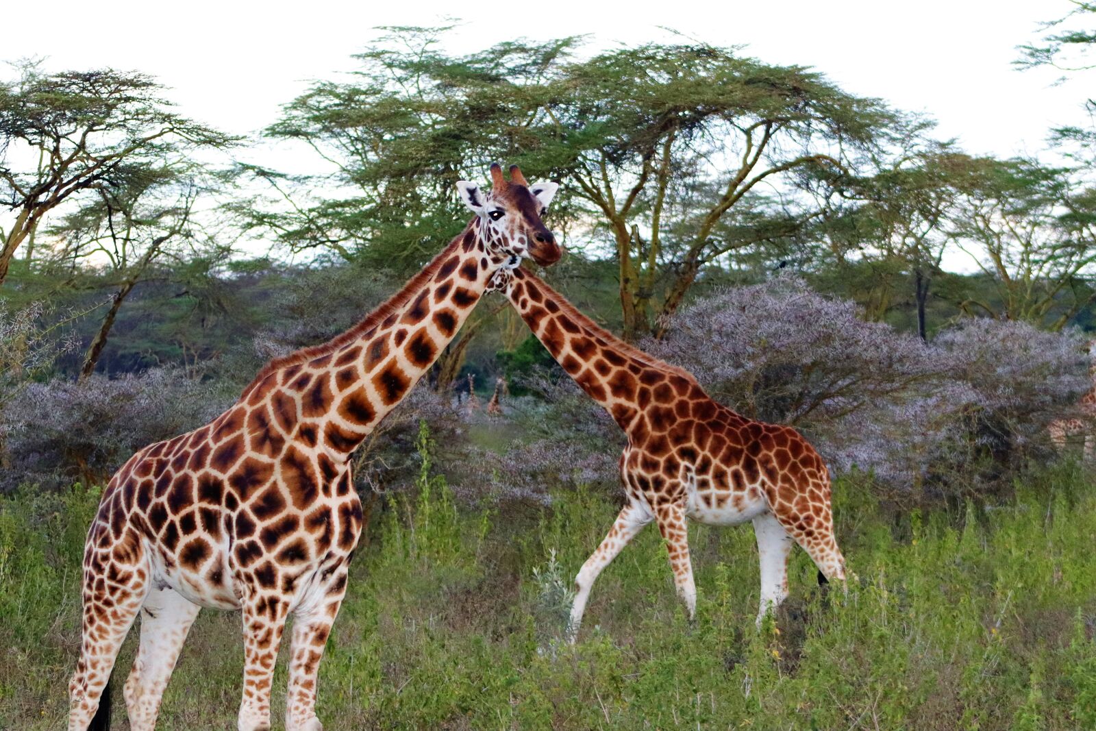 Canon EOS 77D (EOS 9000D / EOS 770D) sample photo. Giraffe, nature, africa photography