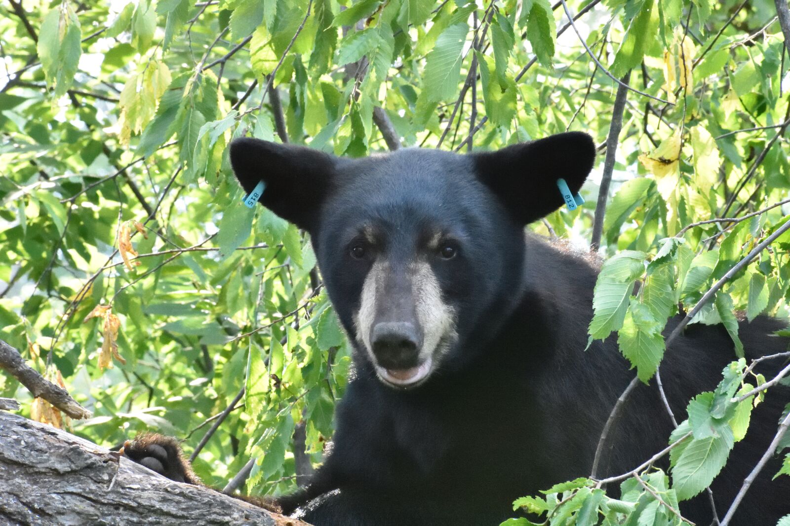 Nikon D3400 sample photo. Bear, tree, ear tags photography