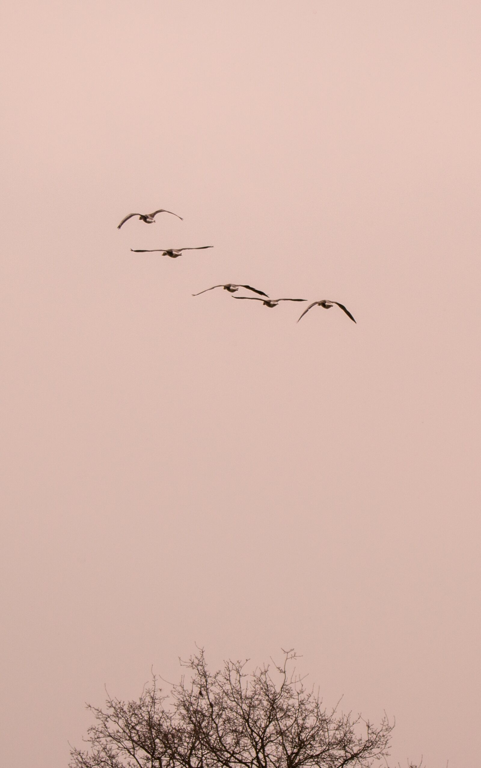 150-600mm F5-6.3 DG OS HSM | Contemporary 015 sample photo. Wild geese, goose, geese photography