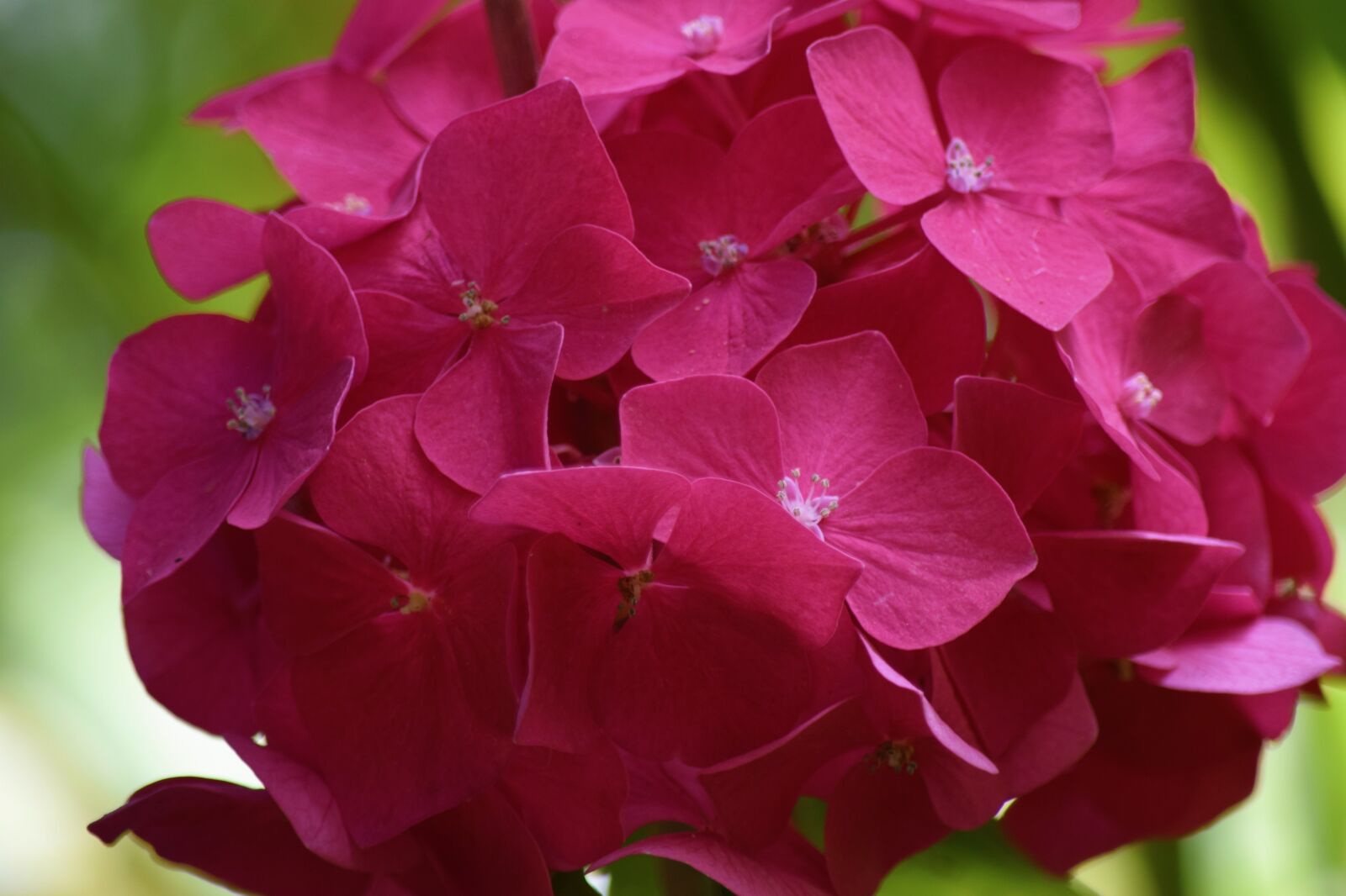 Nikon D5300 sample photo. Ortenzia, garden, garden decoration photography