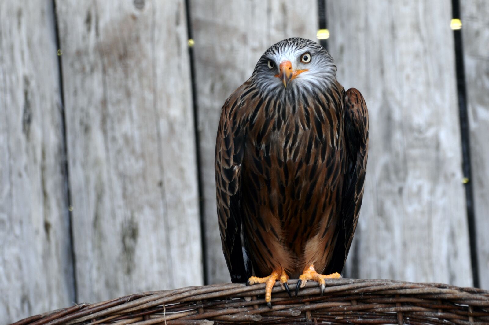 Nikon D300 sample photo. Milan, bird, bird of photography