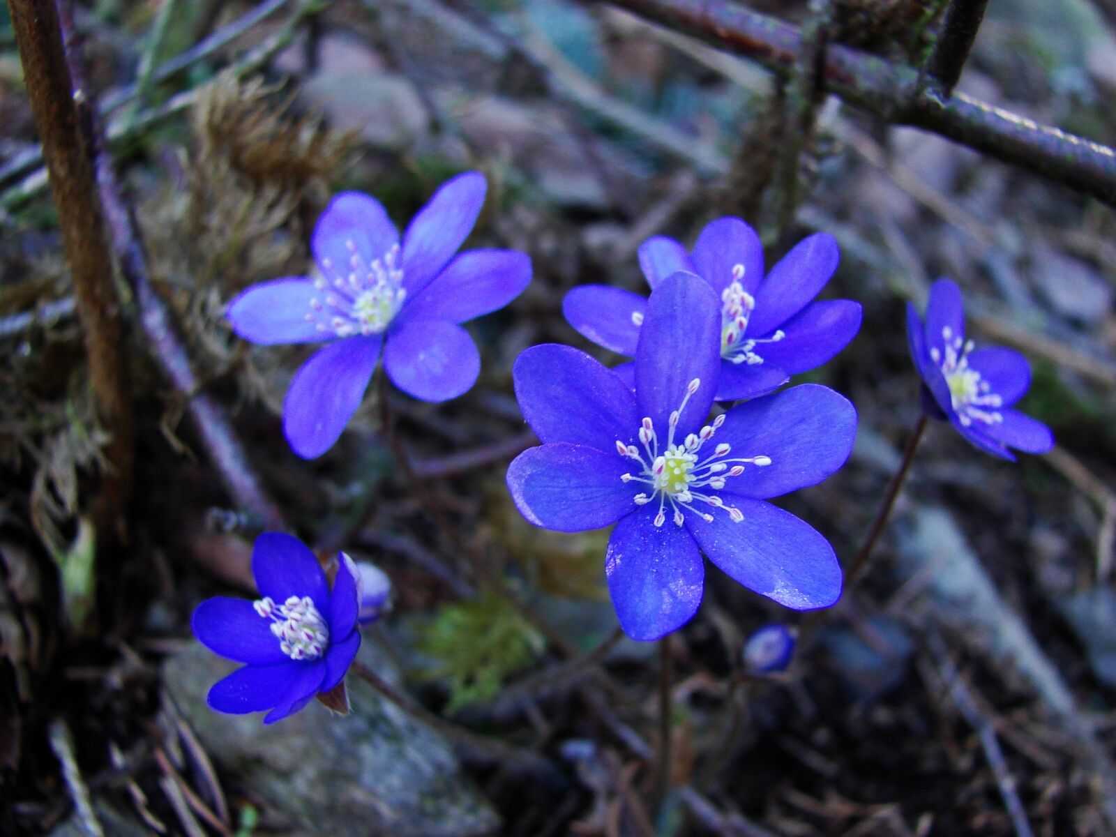 Sony DSC-H2 sample photo. Flower, purple, plant photography