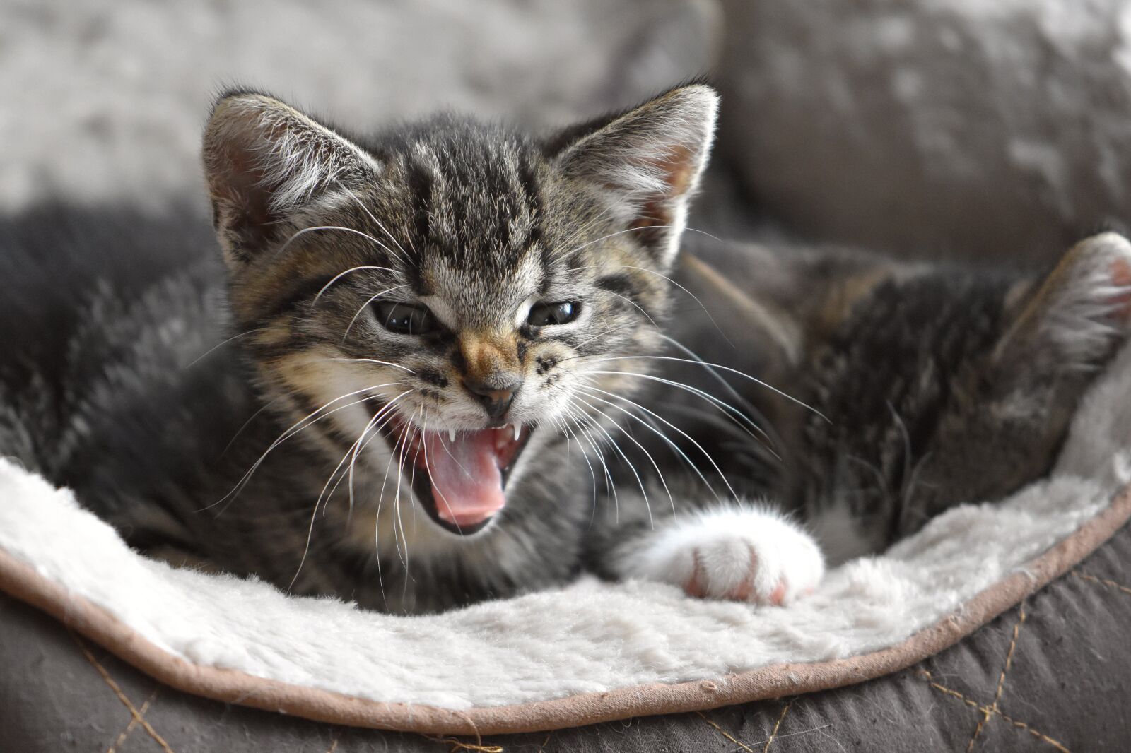 Nikon D5600 sample photo. Cat, kitten, young animal photography