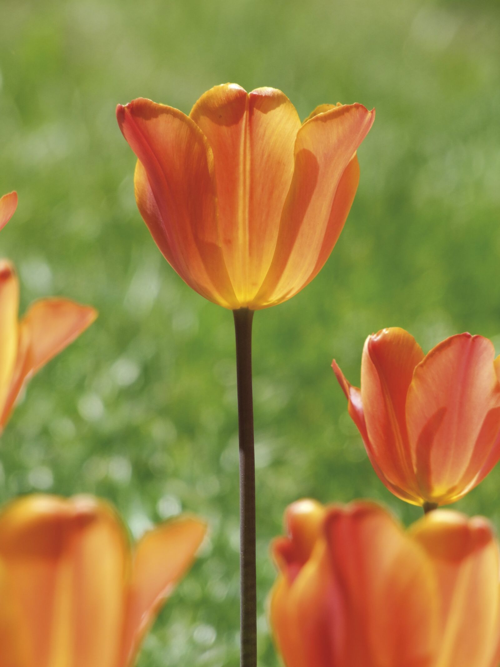Fujifilm FinePix S100fs sample photo. Tulip, flower, spring photography