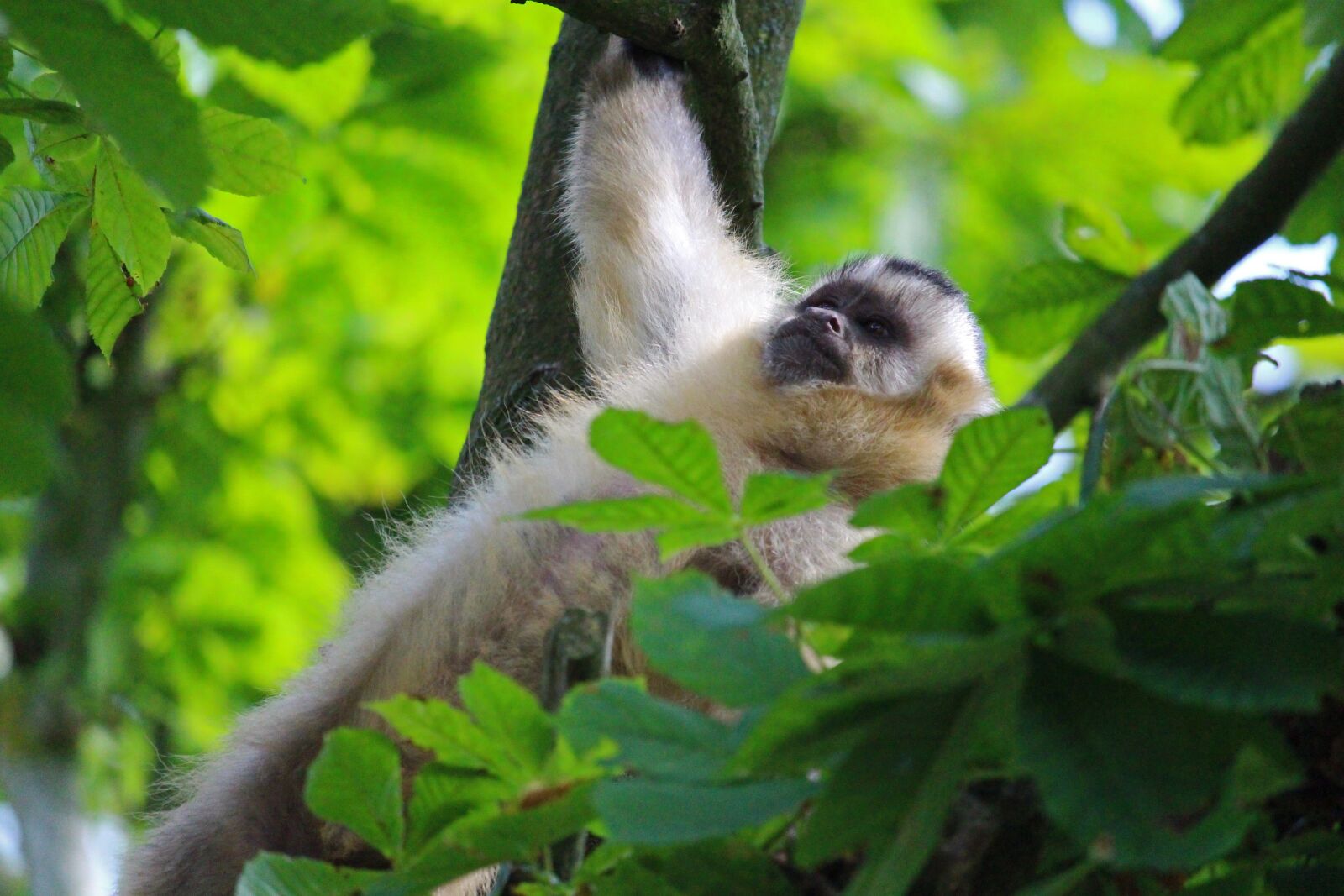 Canon EF-S 55-250mm F4-5.6 IS STM sample photo. Capuchin, monkey, capuchins photography