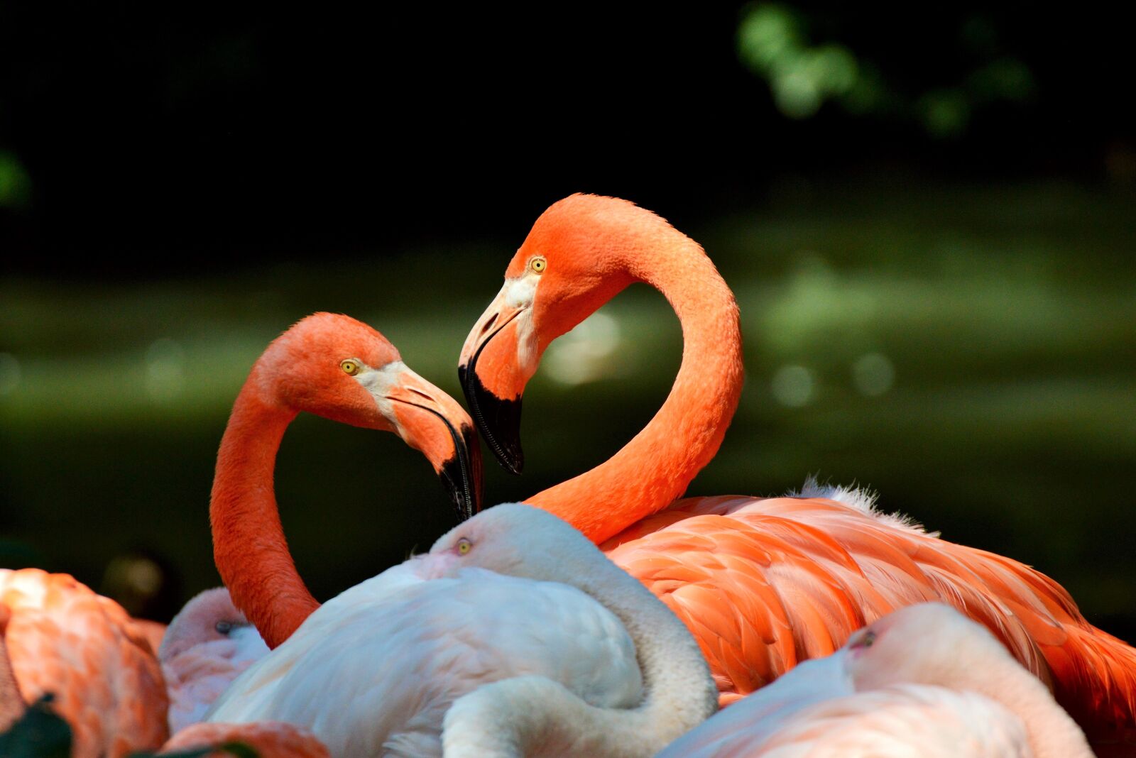 Nikon D3200 sample photo. Flamingo, bird, pink photography