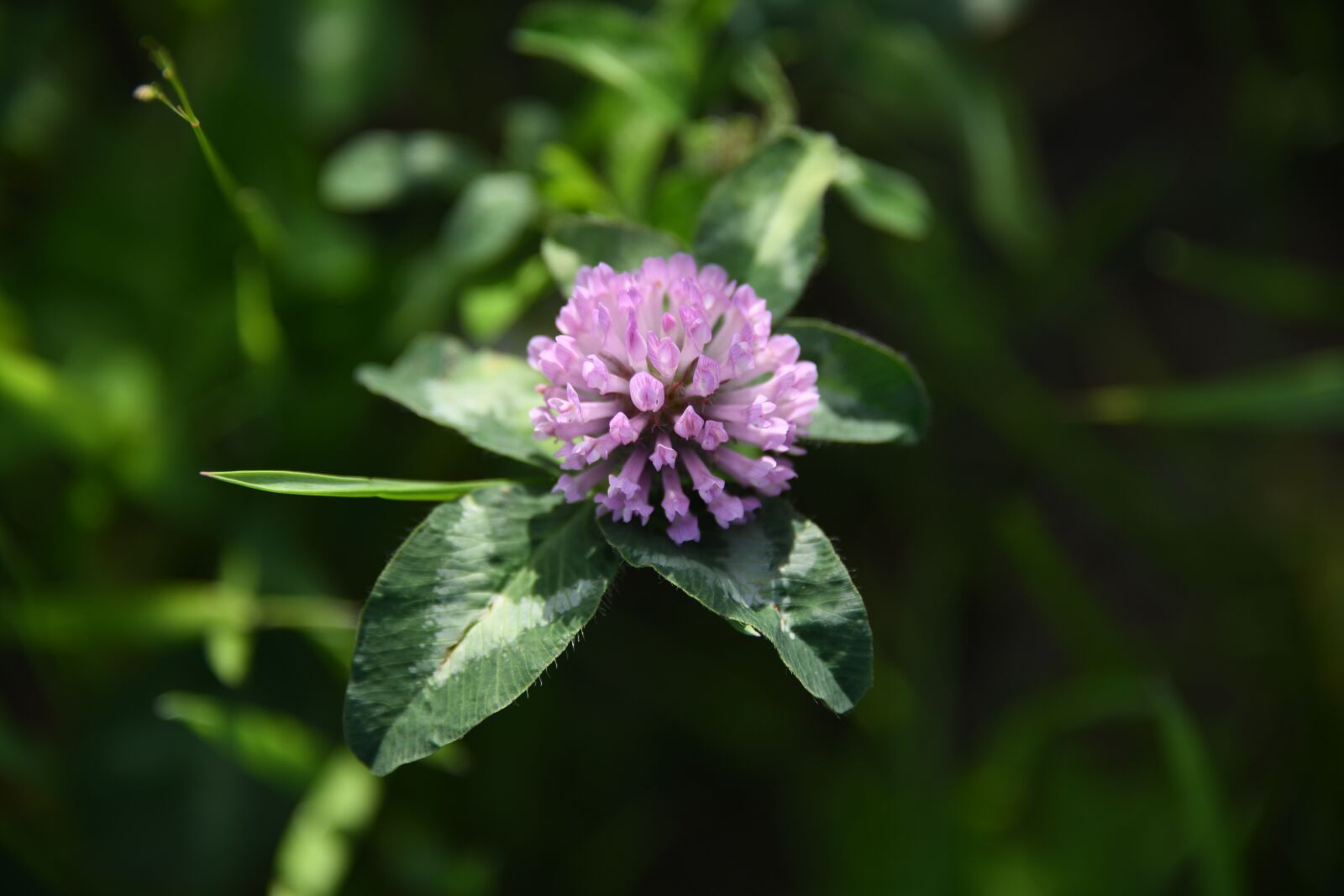 Nikon D850 sample photo. Clover, plant, flowers photography
