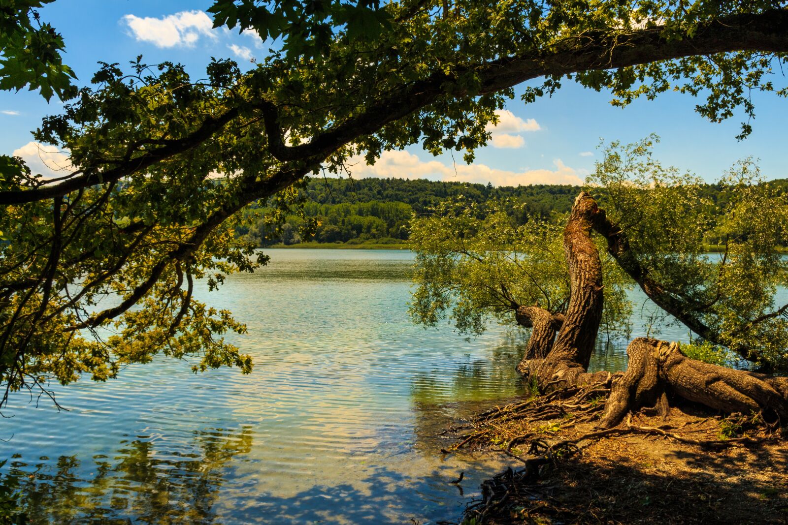 Canon EOS 650D (EOS Rebel T4i / EOS Kiss X6i) sample photo. Mainau island, tree, water photography